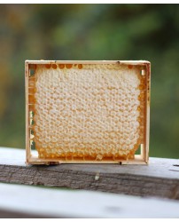 Мёд в сотах (350-400 г) (Фото 1)